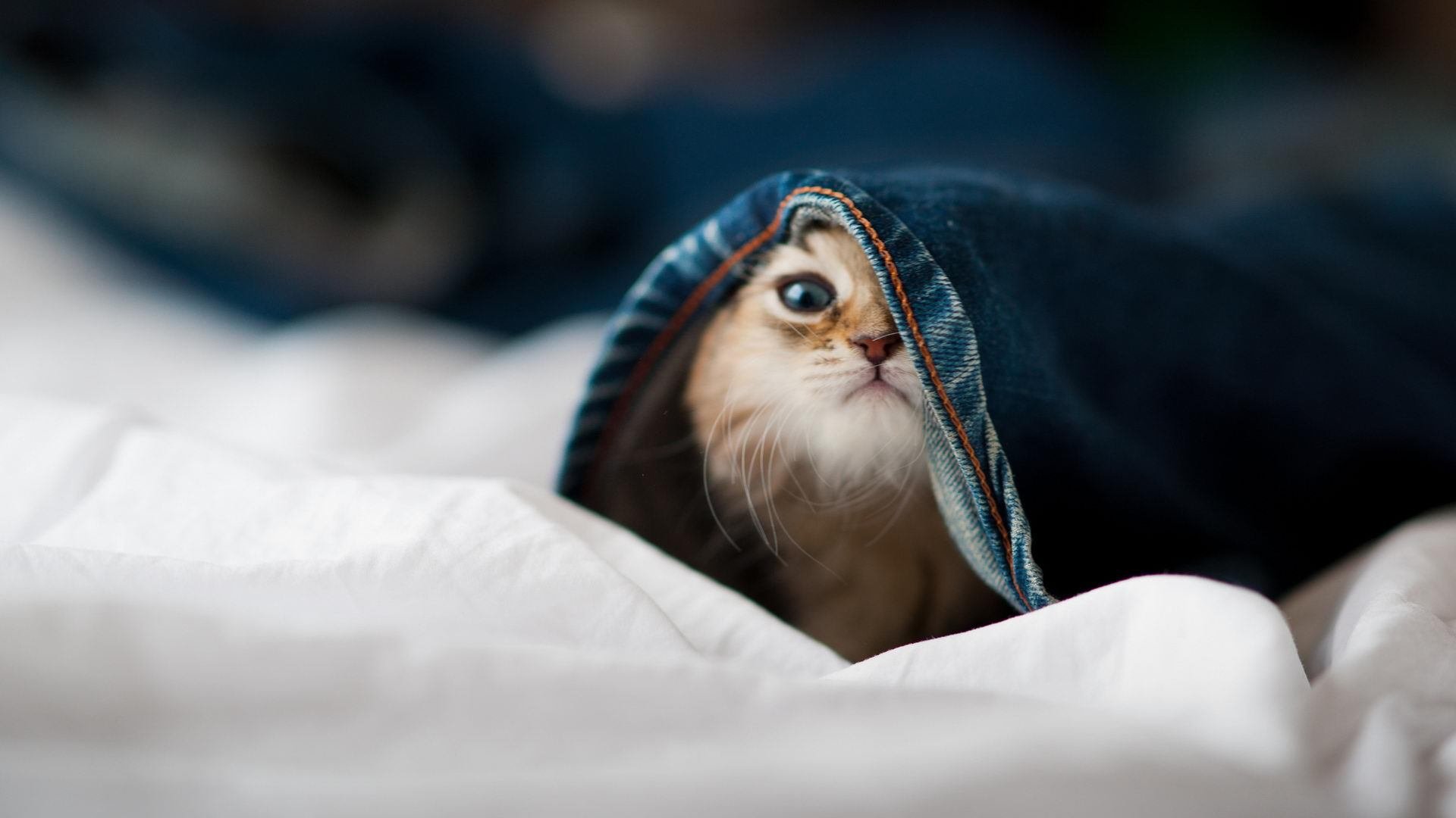 B体育在线登录入口-_火山脚下的探险跑：自然风光中的极限运动_，火山探险之旅