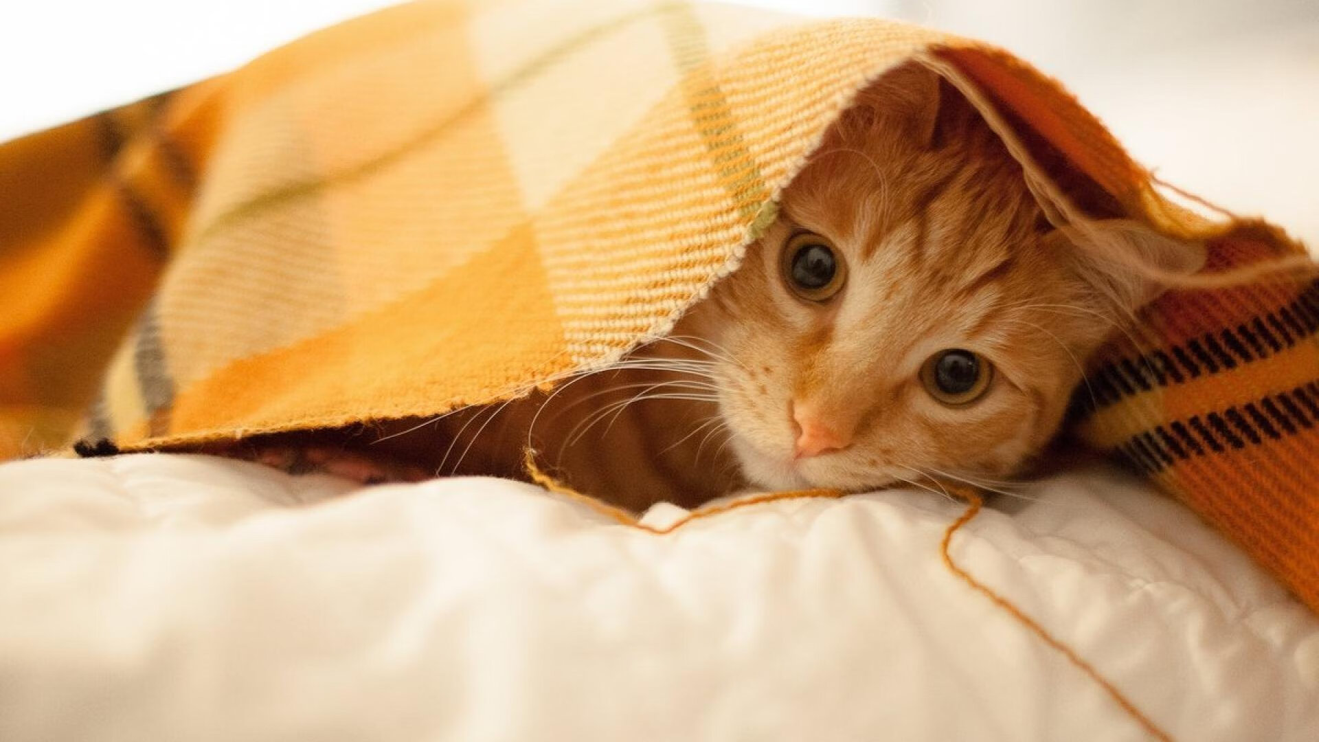 B体育-青少年篮球季后赛精彩纷呈，关注度持续走高，青少年篮球赛视频