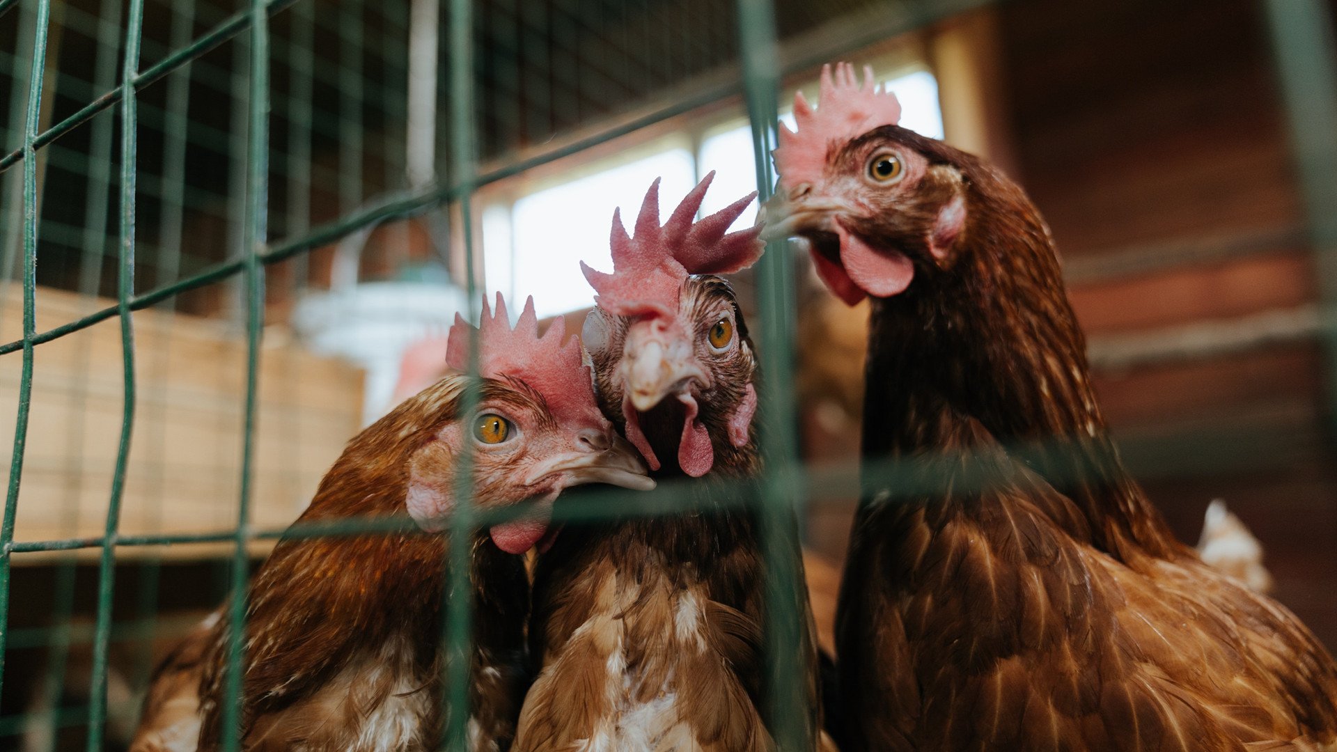 青少年篮球季后赛精彩纷呈,关注度持续走高,青少年篮球赛视频