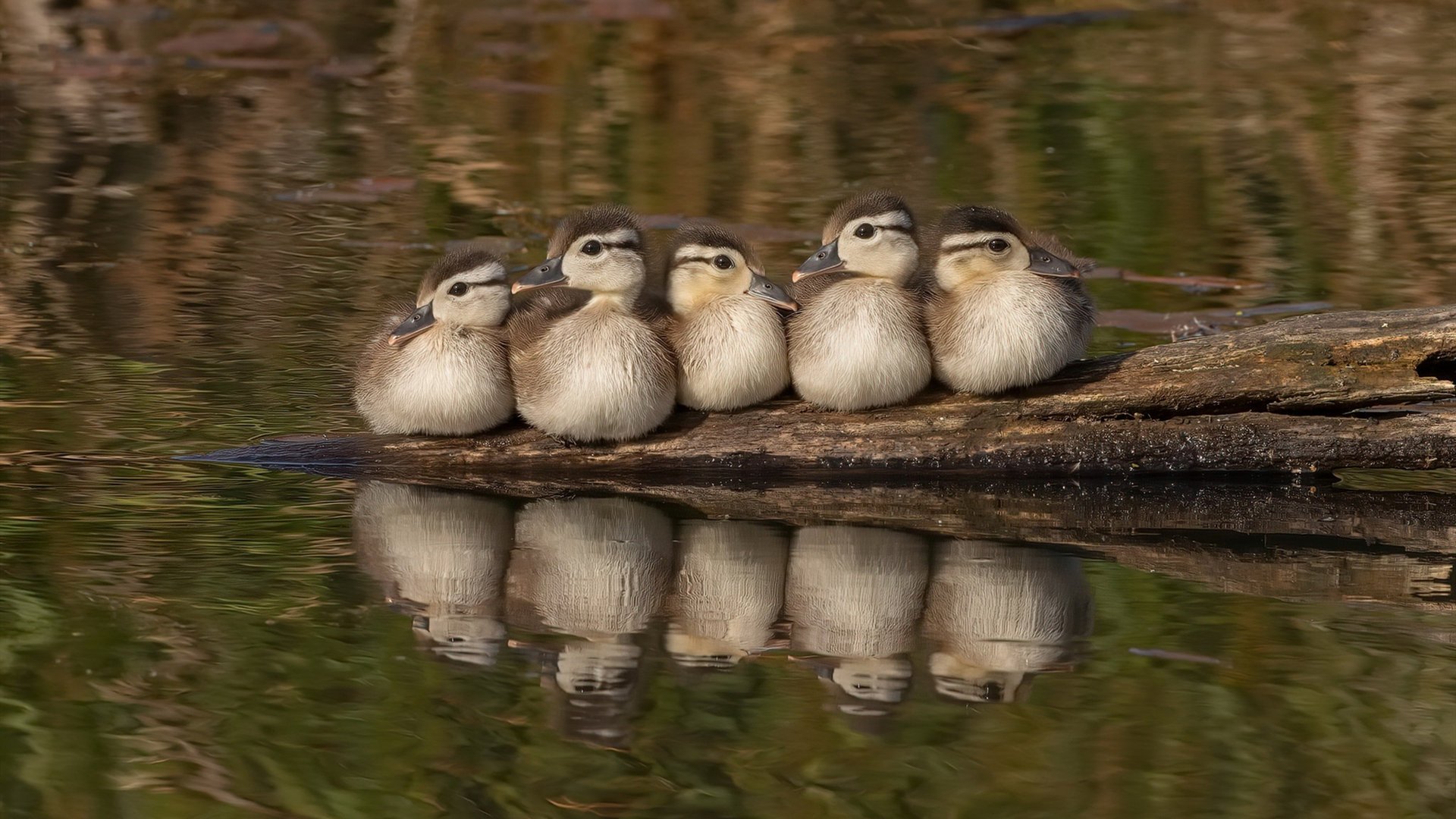 太阳队战绩起伏不定,寻找稳定表现,太阳队分析