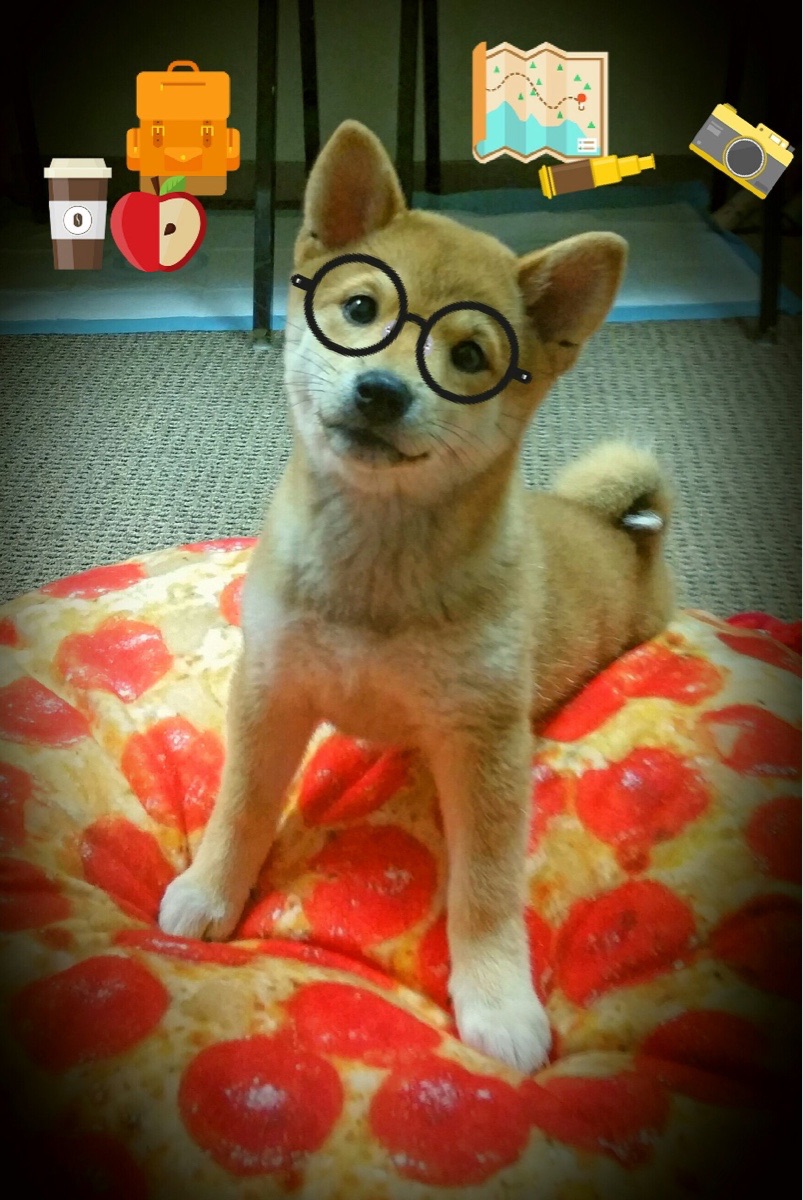 b体育直播-拜仁慕尼黑客场3-0战胜奥格斯堡，豪取八连胜，拜仁慕尼黑433