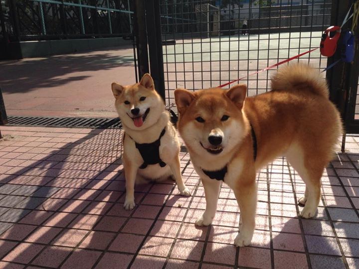 Bsports在线平台-波尔图冲击联赛前三，波尔图比赛赛程