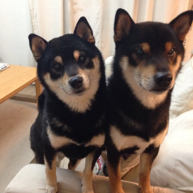 波尔图连胜势头不减,波尔图 阵容