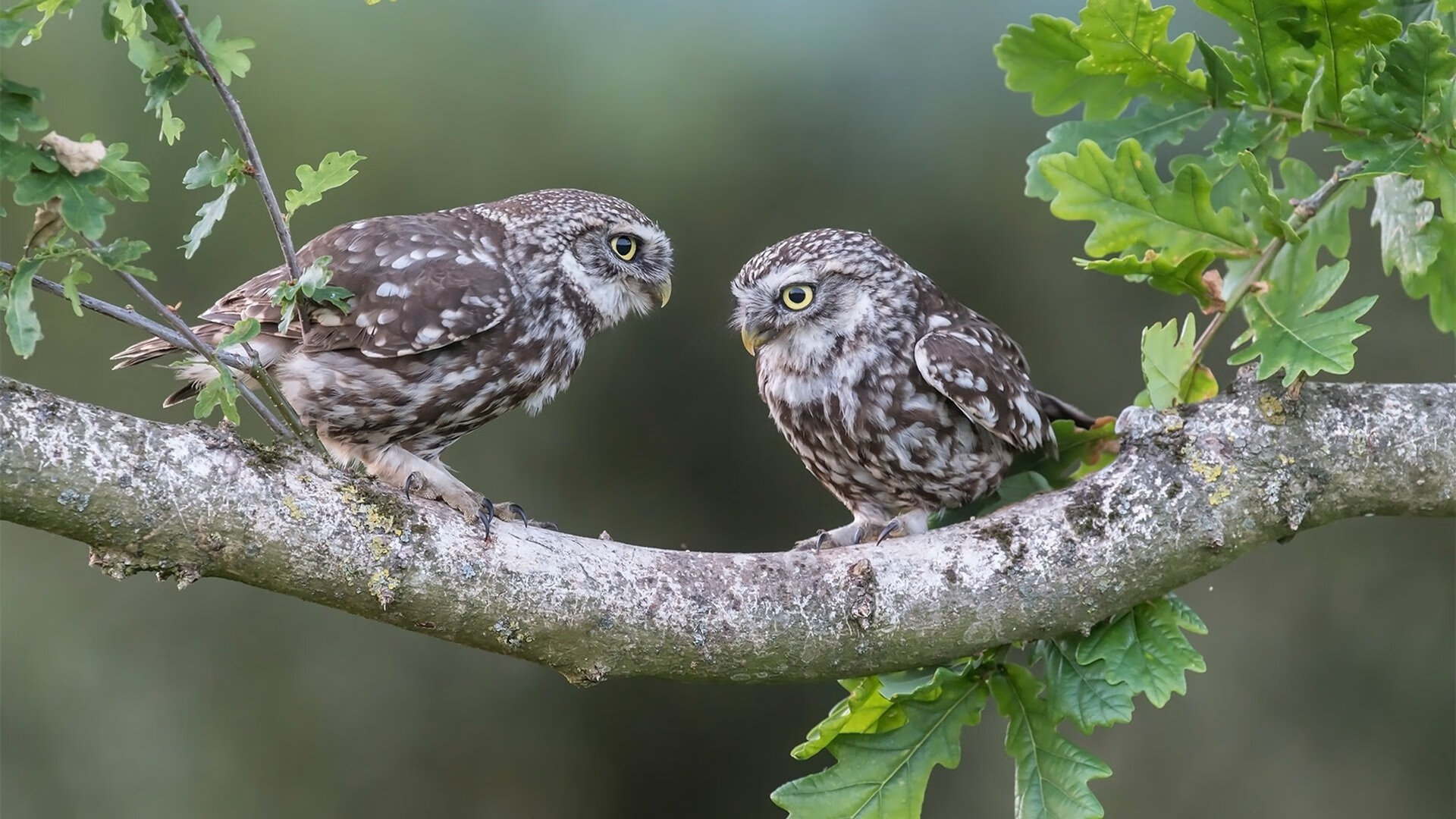 b体育电竞-王者归来！美洲杯女足比赛，巴西决赛胜者问鼎，美洲杯决赛巴西队