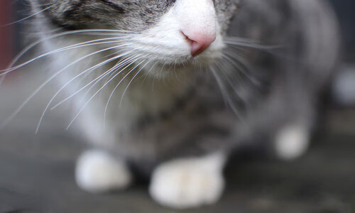 王者归来!美洲杯女足比赛,巴西决赛胜者问鼎,美洲杯决赛巴西队