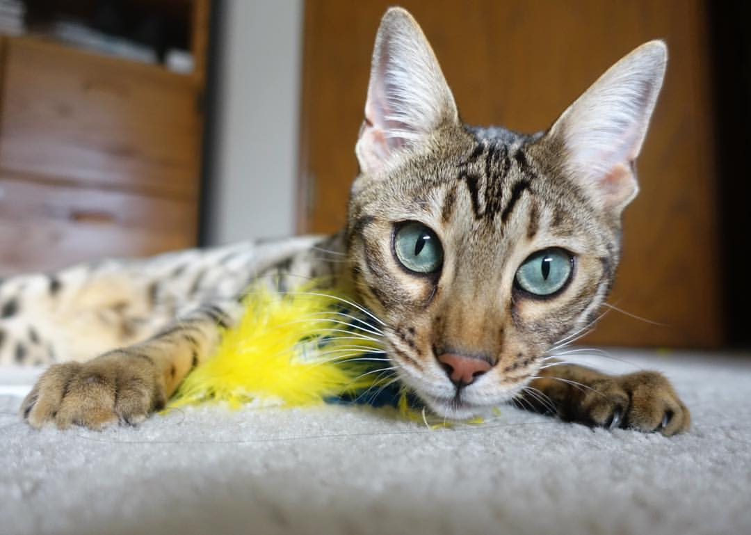 篮球运动员比赛数据智能采集技术,篮球运动员比赛数据智能采集技术是什么