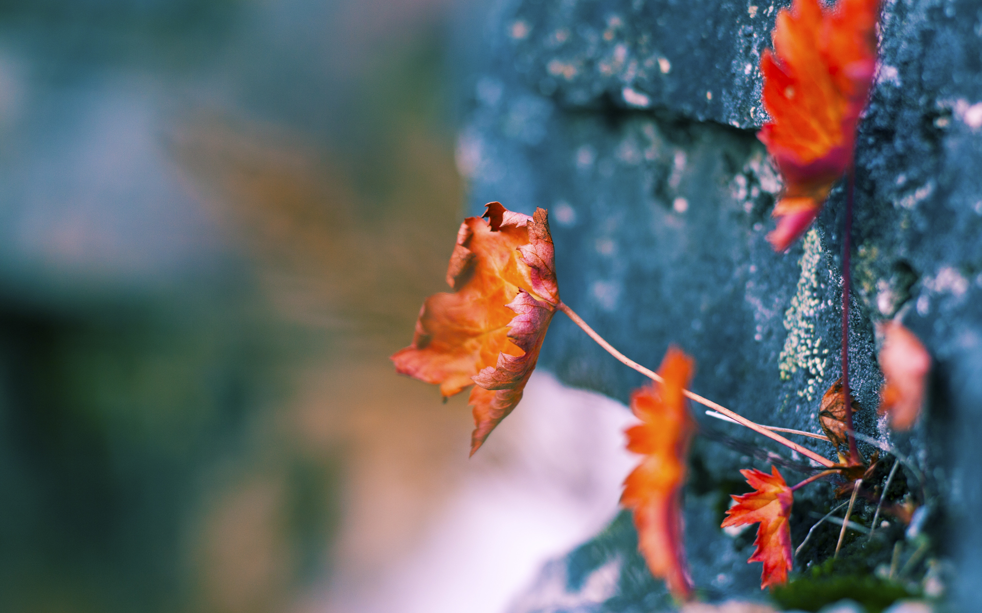 SPORTS-APP下载-运动员心理素质培养模式，运动员心理素质培养模式包括