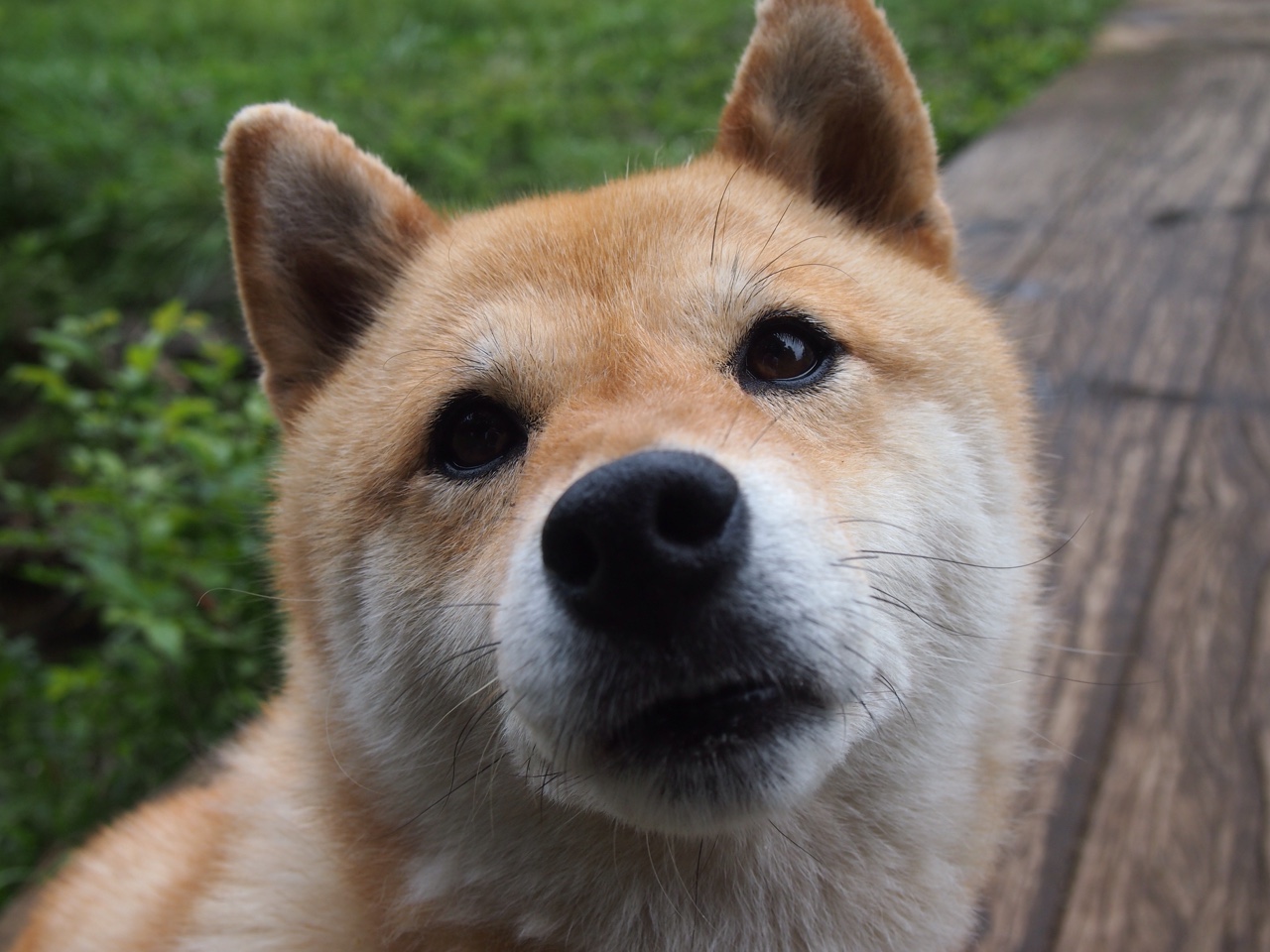 b体育app-加拿大队的全员协作：国际乒联混合团体世界杯的完美配合，加拿大乒乓球外援