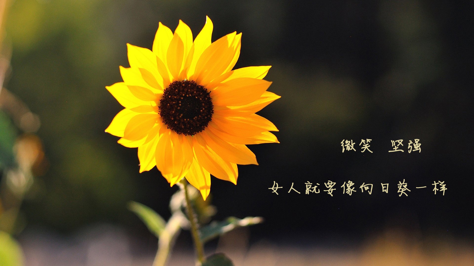 美国队在国际乒联混合团体世界杯中的整体战术分析与表现,美国乒乓球职业联赛