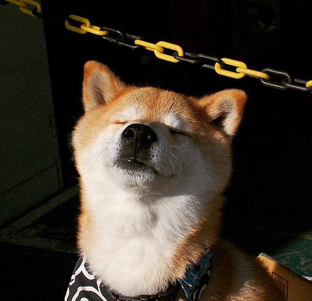 希腊女篮在欧洲锦标赛中再夺金牌,传统强队不倒决心坚如磐石,希腊男篮欧锦赛